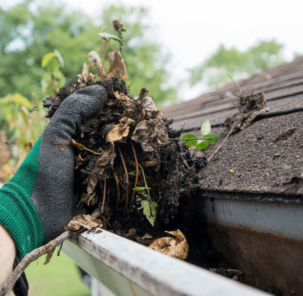 Eaves Cleaning Service